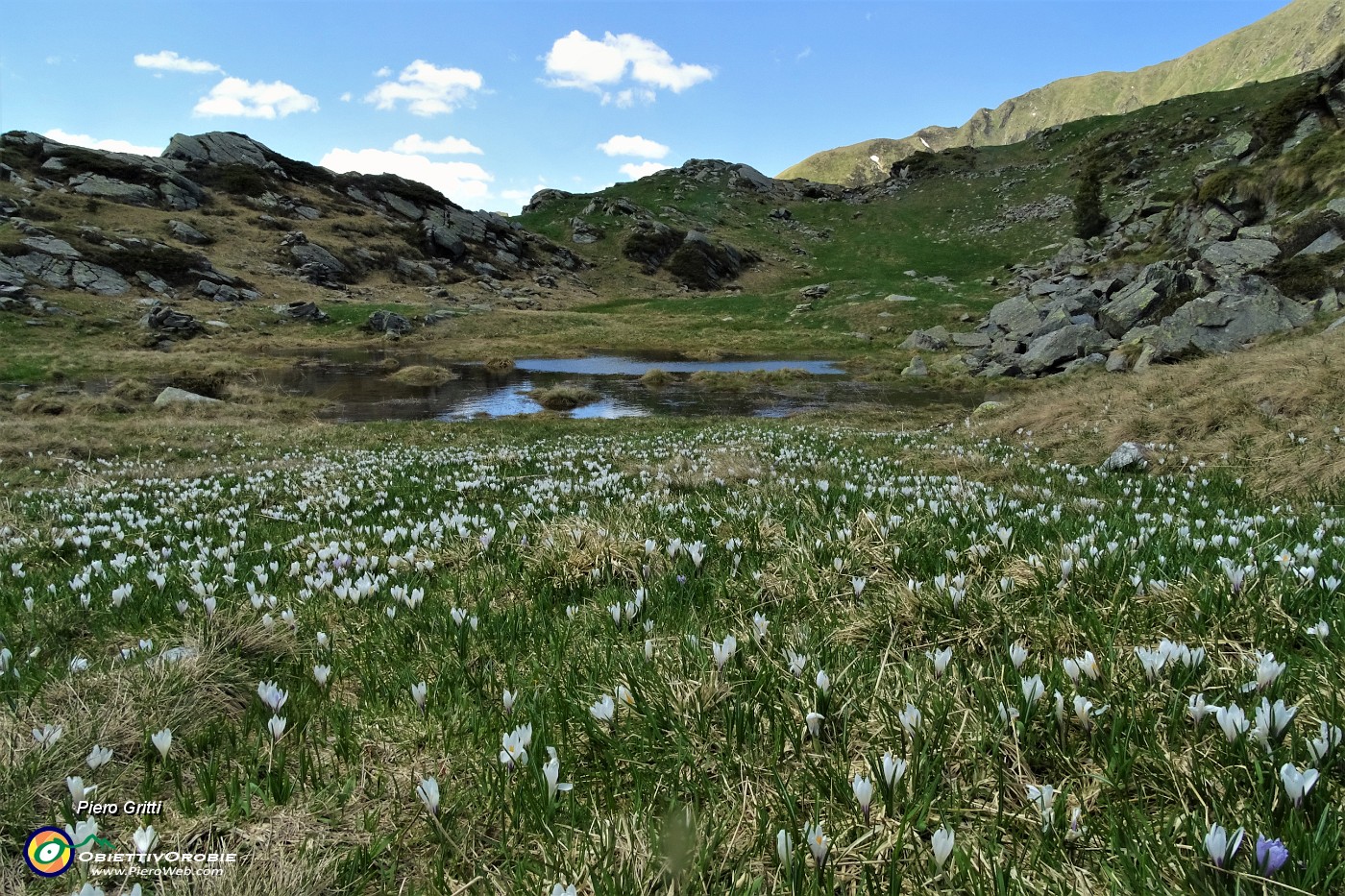 42 Estese fioriture di crocus.JPG -                                